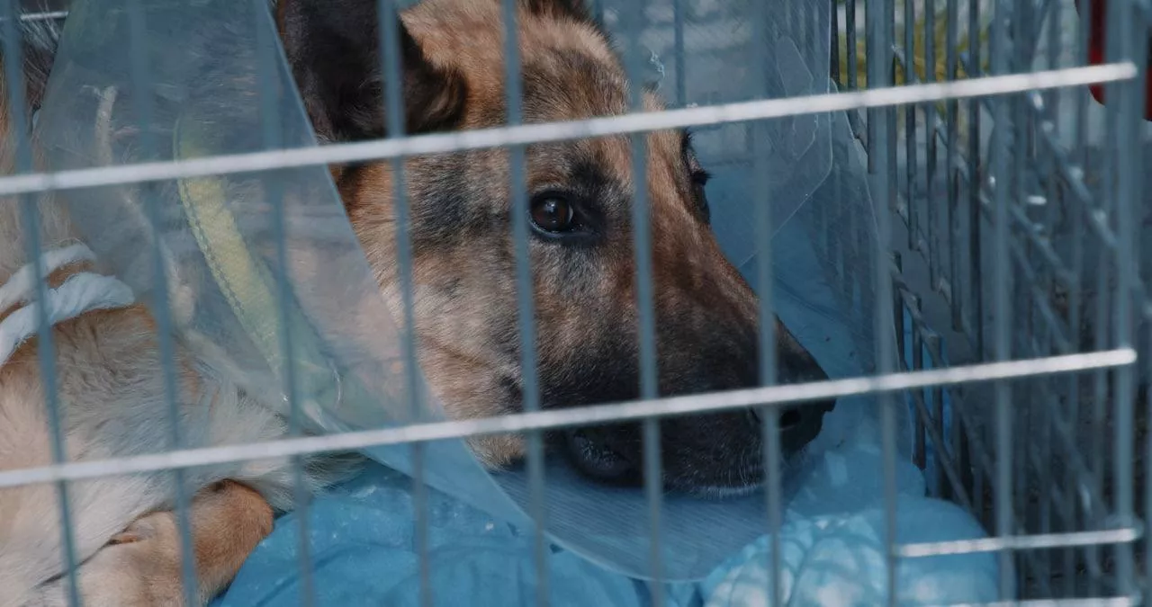 Українські кінематографісти створили соціальний проєкт про волонтерів, які рятують тварин, постраждалих від війни