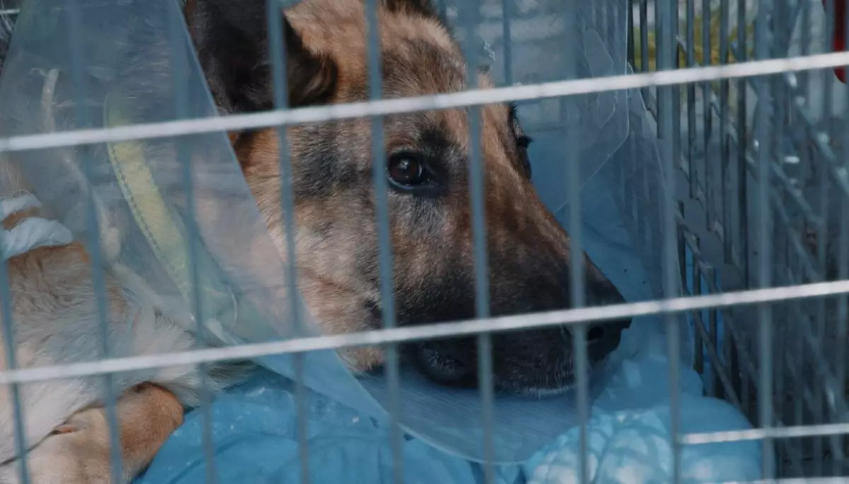 Українські кінематографісти створили соціальний проєкт про волонтерів, які рятують тварин, постраждалих від війни